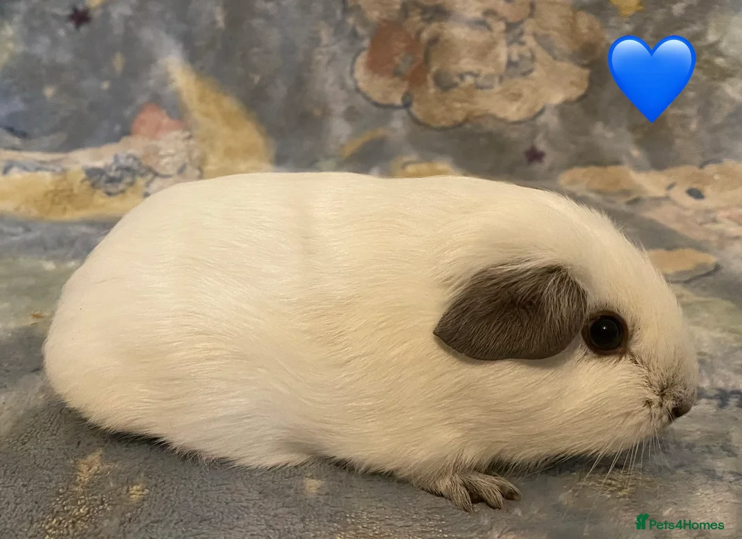 Guinea Pig rodents for sale: Gorgeous baby Guinea pigs - Advert 1