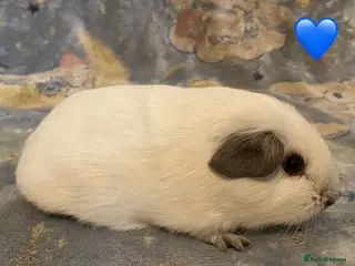 Guinea Pig rodents Gorgeous baby Guinea pigs - Advert 19