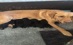 Labrador Retriever dogs for sale: Nicky shields  - Image 11