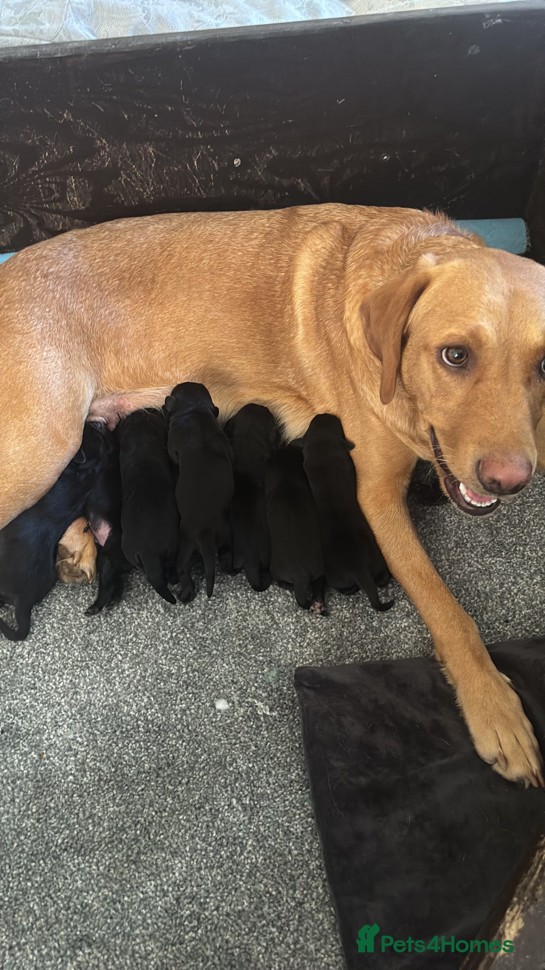 Labrador Retriever dogs for sale: Nicky shields  - Image 11