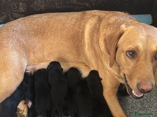 Labrador Retriever dogs - Advert 27