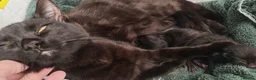 Mixed Breed cats for sale: Beautiful and friendly kittens in Stowmarket - Advert 2
