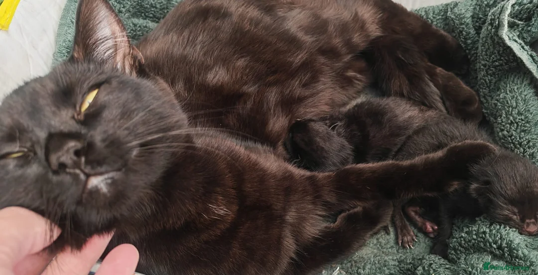 Mixed Breed cats for sale: Beautiful and friendly kittens in Stowmarket - Advert 2