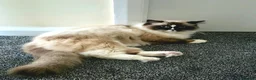 Ragdoll cats for sale: Pure Ragdoll kittens  - Advert 1