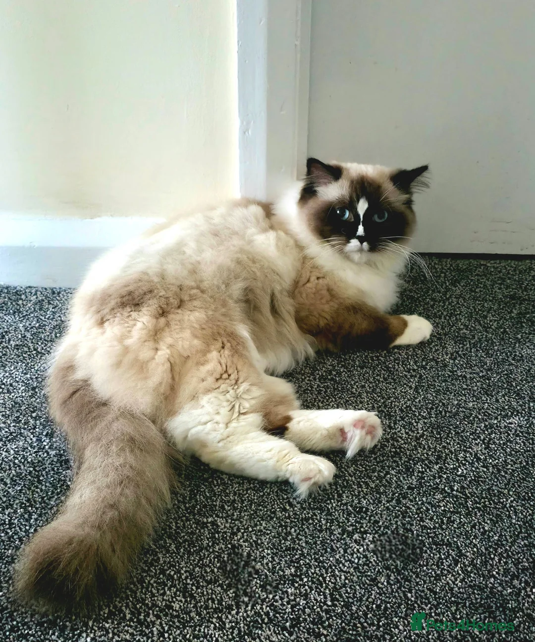 Ragdoll cats for sale: Pure Ragdoll kittens  - Advert 1