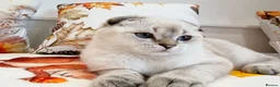 Scottish Fold cats for sale: 💙🐾 **Gorgeous Scottish Fold Boy ** - Advert 12