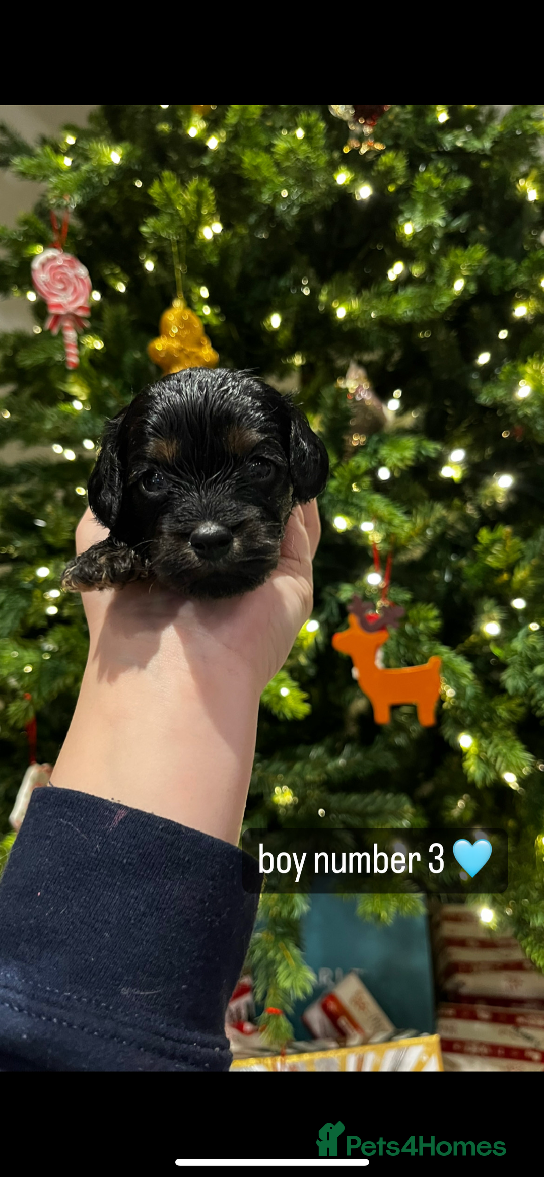 Cavapoo dogs for sale: Cavapoo puppies phantom Black and Tan  - Advert 1