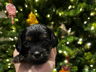 Cavapoo dogs Cavapoo puppies phantom Black and Tan - Advert 14