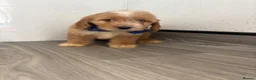 Cockapoo dogs for sale: Beautiful cockapoo puppys - Advert 6