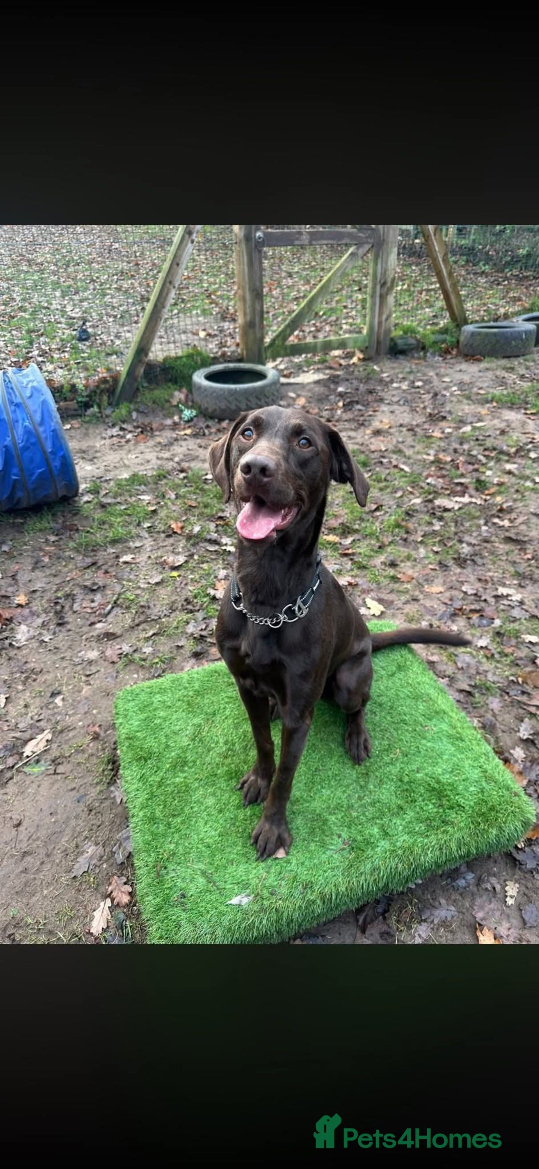 Mixed Breed dogs for adoption: Cooper - Advert 2