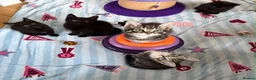 Mixed Breed cats for sale: 5 Beautiful kittens for sale - Advert 16