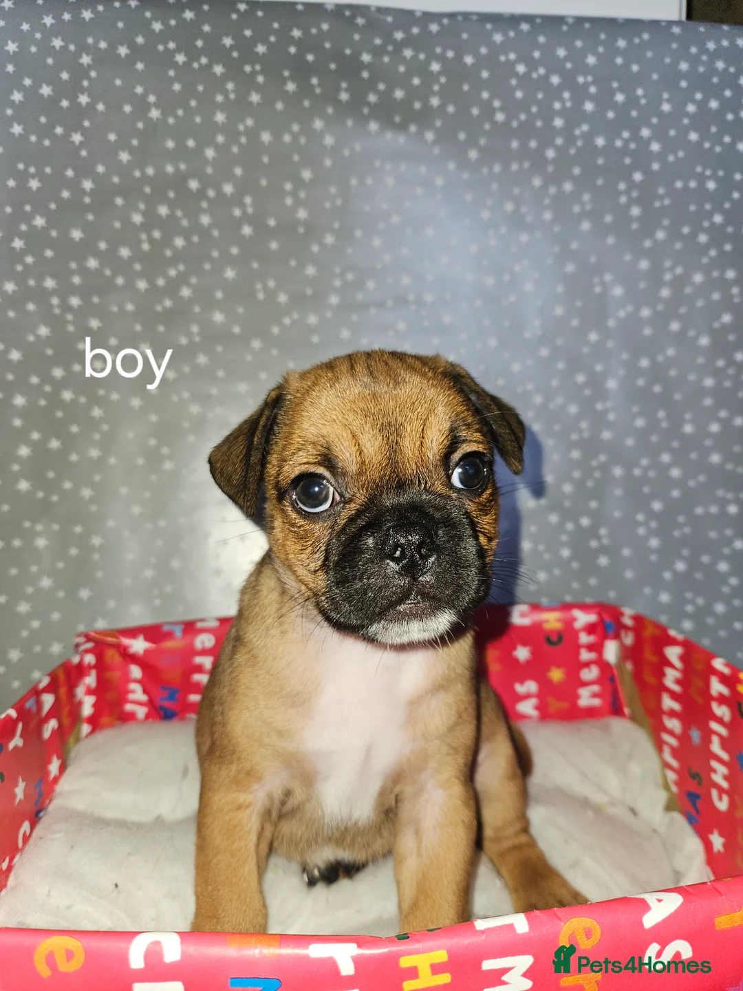 Mixed Breed dogs for sale: Pug x staff & pug x staff x chihuahua puppies  - Advert 9