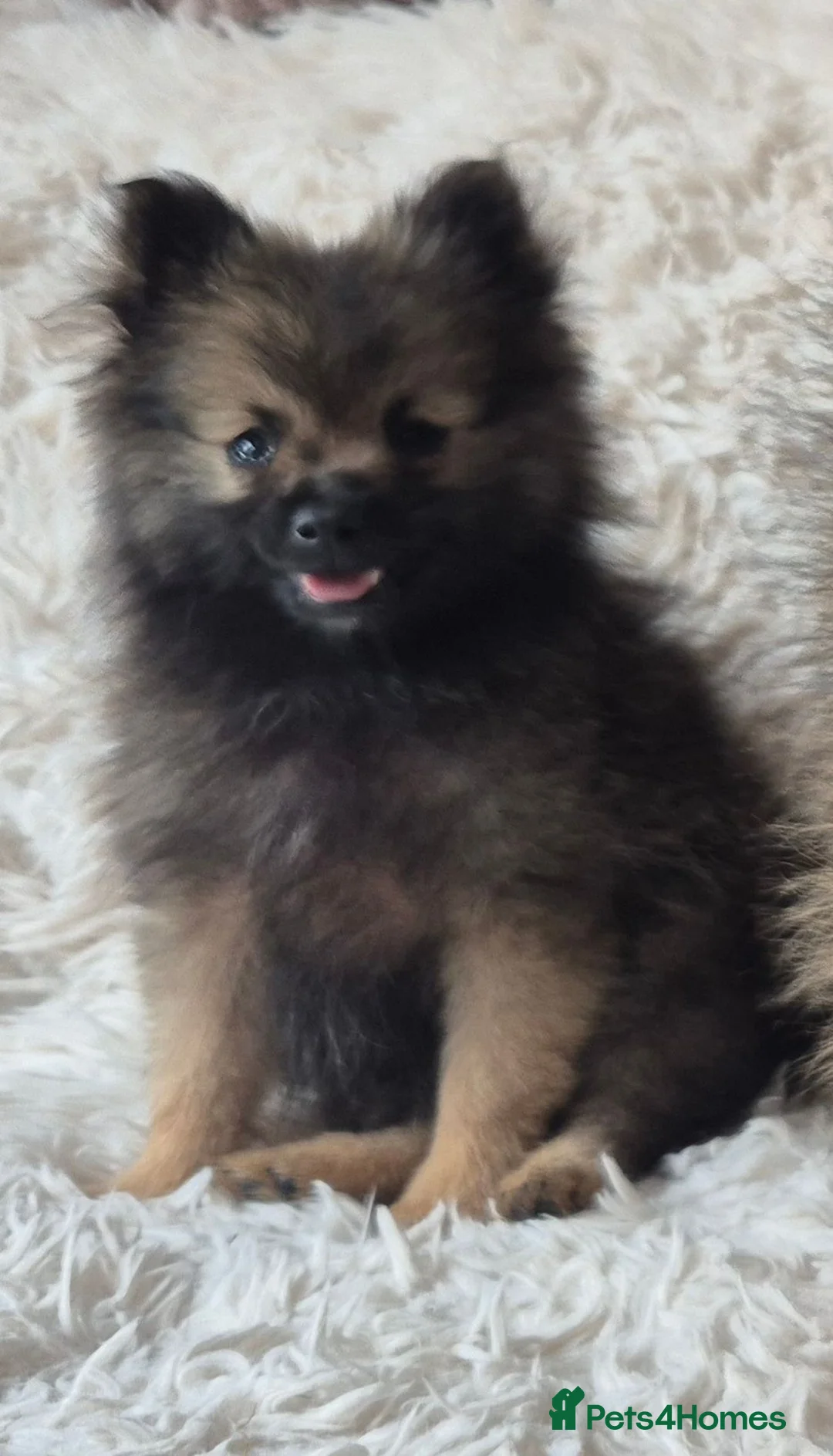 Pomeranian dogs for sale: Little pomeranian puppies  - Advert 2
