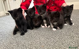 Mixed Breed cats for sale: Kittens for sale ready October 14th - Image 1