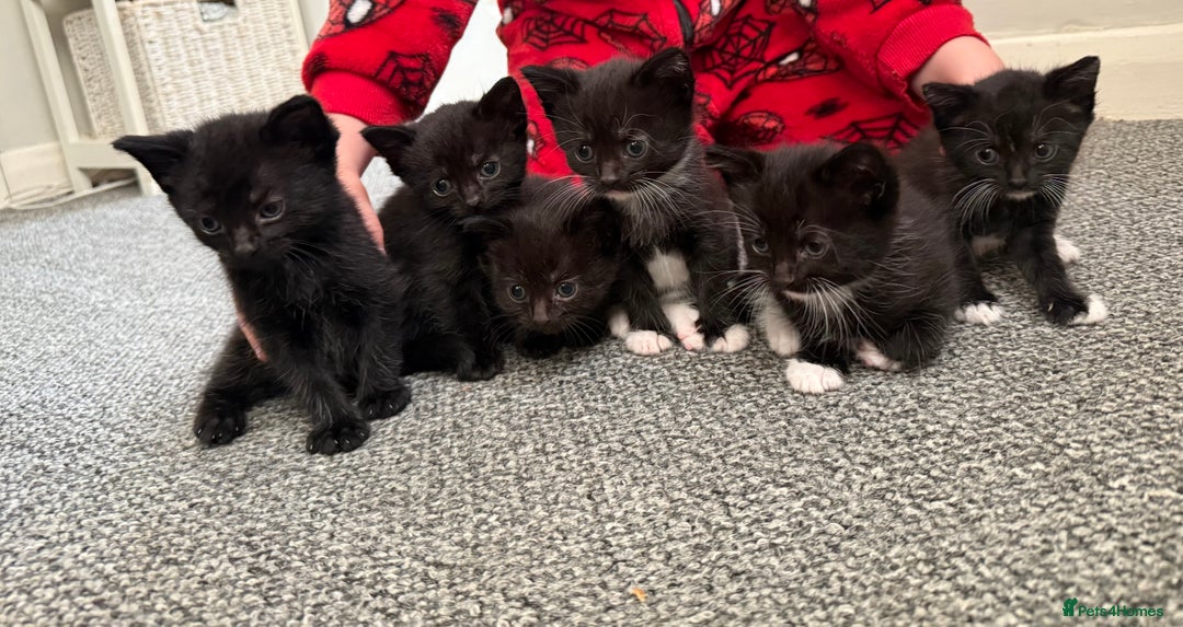 Mixed Breed cats for sale: Kittens for sale ready October 14th - Image 1