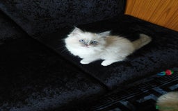 Ragdoll cats for sale: The most beautiful and adorable Ragdoll kittens  - Image 37