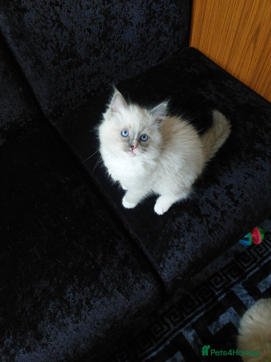 Ragdoll cats for sale: The most beautiful and adorable Ragdoll kittens  - Image 37