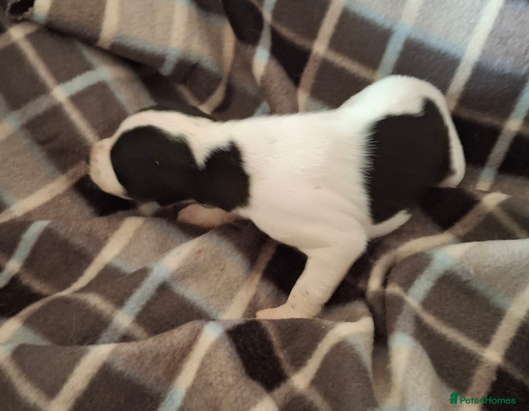 Whippet dogs for sale: KC Particolour Whippet Puppies - Image 13