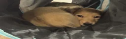 Miniature Dachshund dogs for sale: Long Haired Cream/Shaded Cream KC Mini Dachshunds  - Advert 3