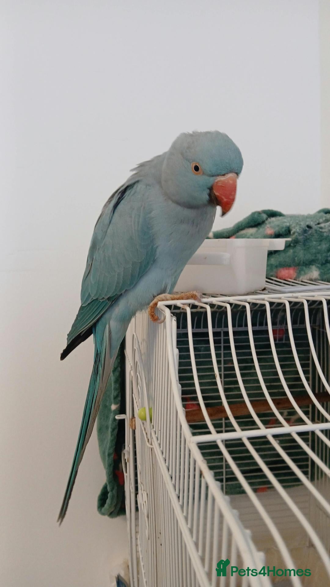 Ringnecks birds Blue indian ring neck  - Advert 3