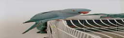 Ringnecks birds for sale: Blue indian ring neck  - Advert 1