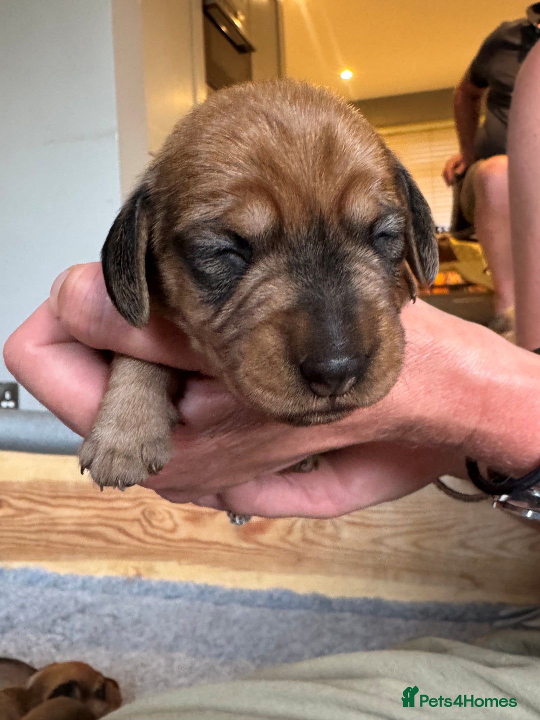 Dachshund dogs for sale: Short backed wire-haired dachshunds - Image 9
