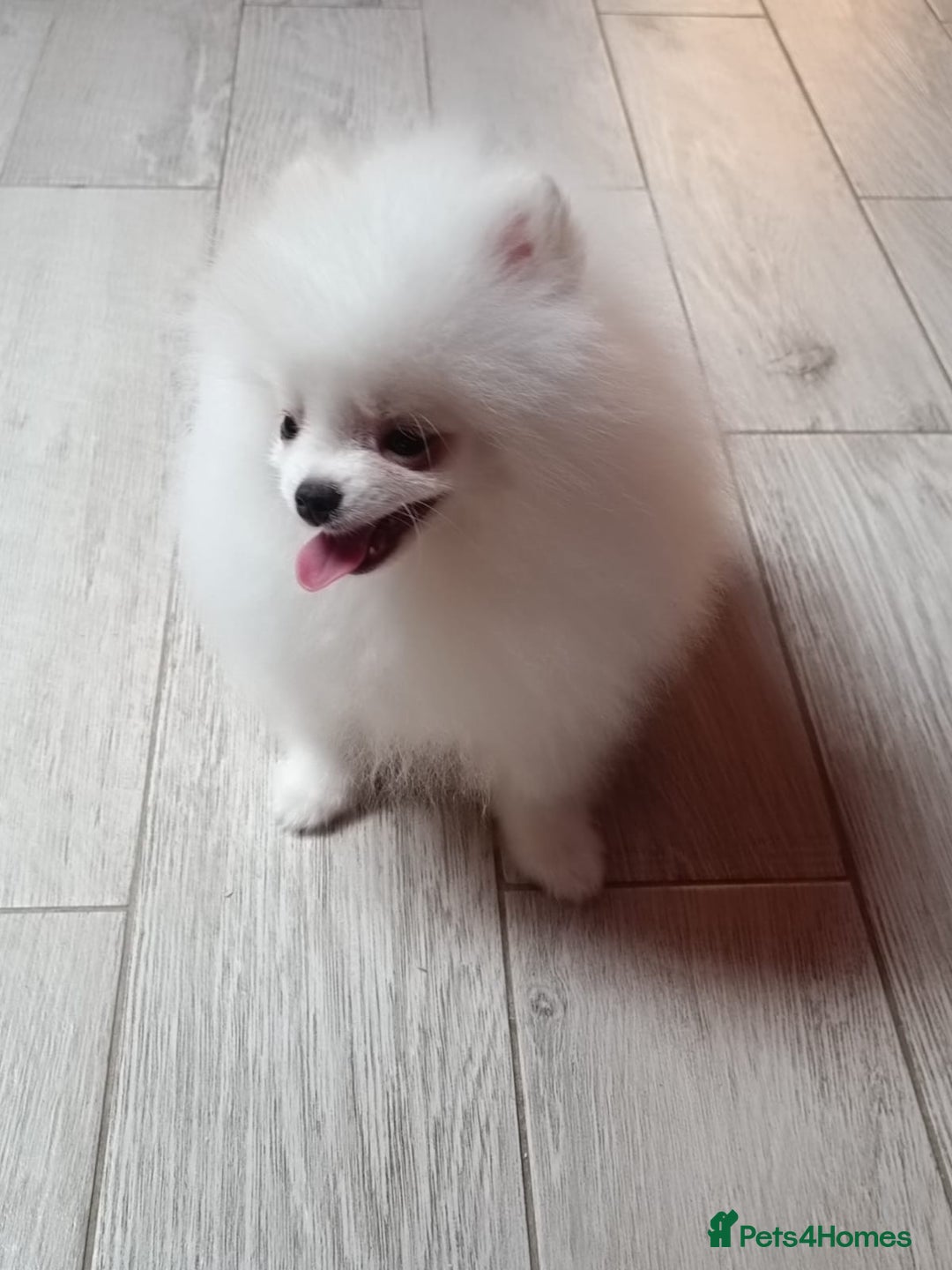 Pomeranian dogs for sale: Handsome Male fluff ball for sale!!🐶🐾 - Image 9
