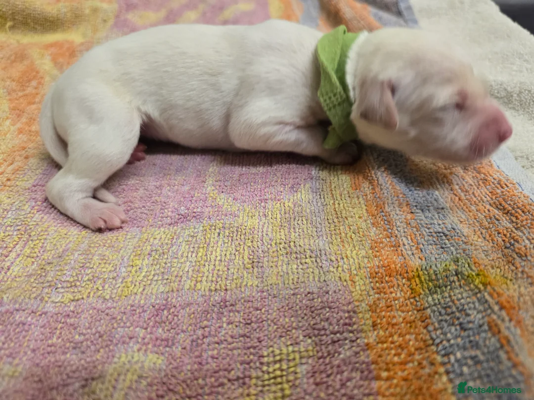 Mixed Breed dogs for sale: English pointer cross saluki/greyhound  - Advert 26