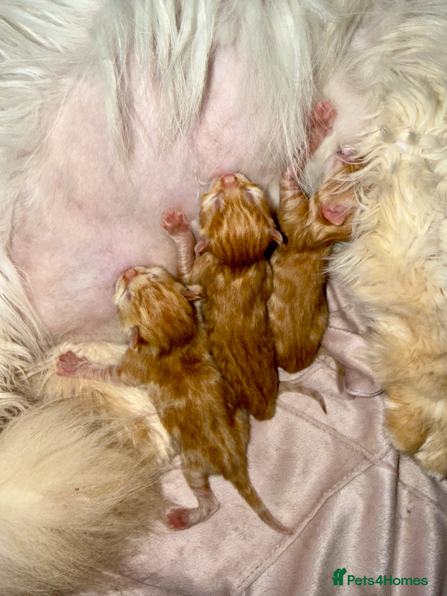 Mixed Breed cats 3 fluffy ginger kittens - Advert 1