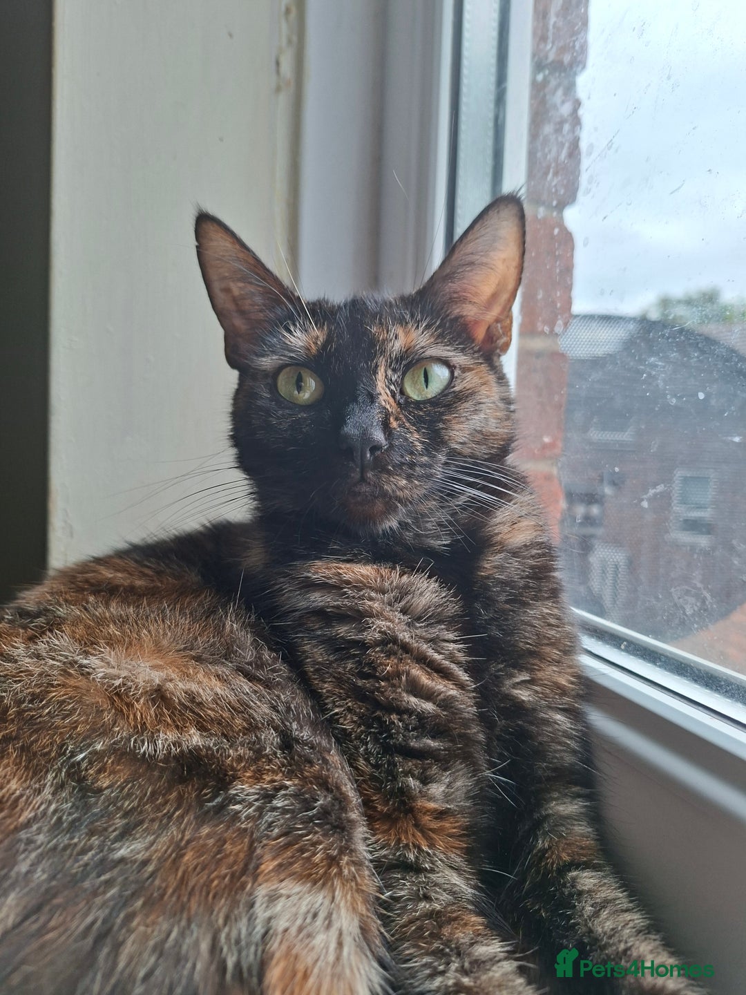 Bengal cats for sale: Three cats to go 2 twins and one bengal cross - Image 3