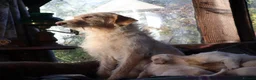 Labradoodle dogs for sale: Lovely Labradoodle Puppies - Advert 22