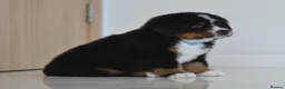 Bernese Mountain Dog dogs for sale: KC REGISTERED BERNEESE PUPPIES  - Advert 3