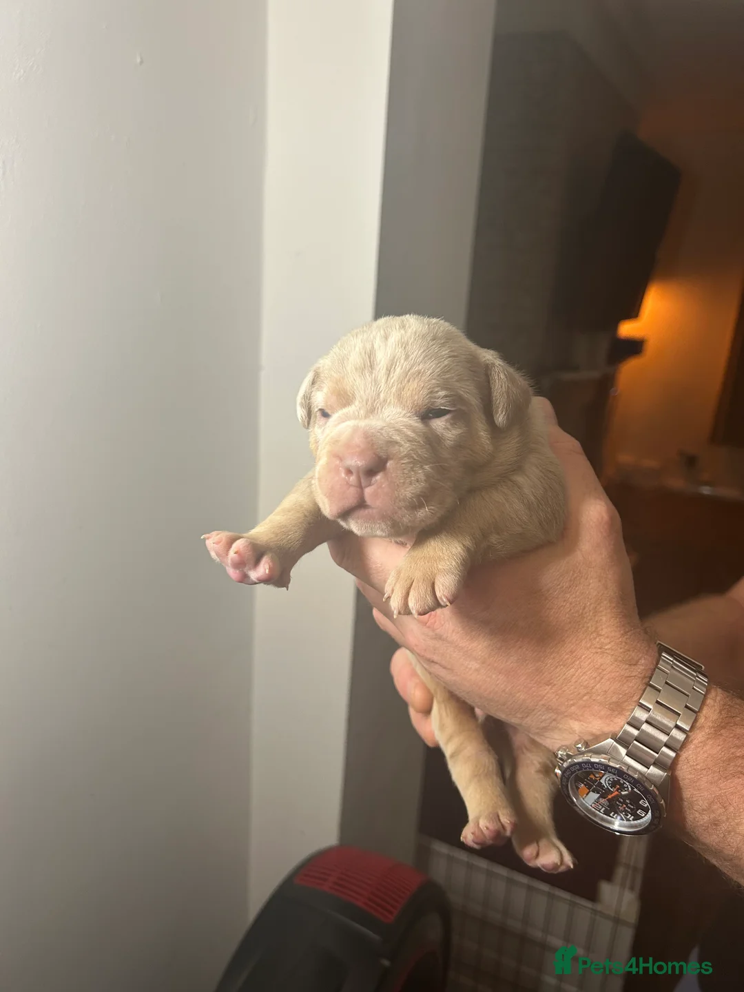 Olde English Bulldogge dogs for sale: 🔥Olde English bulldog puppies 🔥 - Advert 14
