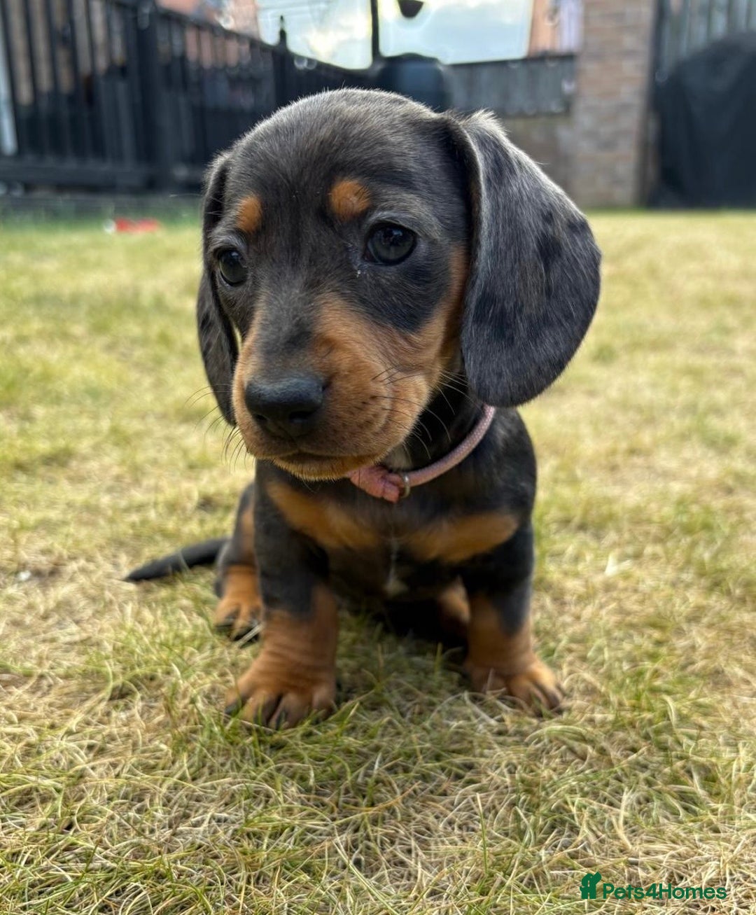 Miniature Dachshund dogs for sale: Almost ready to leave!Amazing Miniature Dachshunds in Doncaster - Image 1
