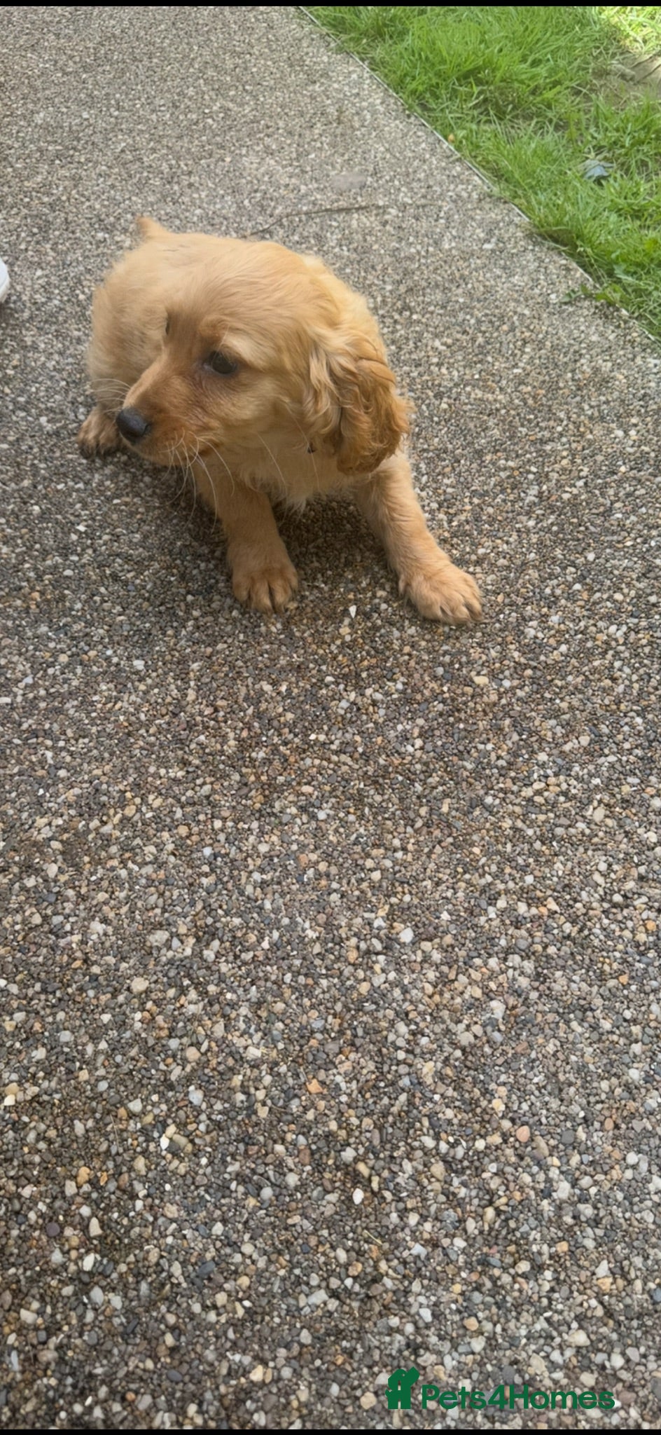 Cockapoo dogs ❌ READY NOW ❌ cockapoo puppies  - Advert 2