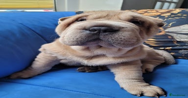 Shar Pei dogs - Advert 7