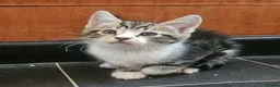 Mixed Breed cats for sale: Kittens  - Advert 4