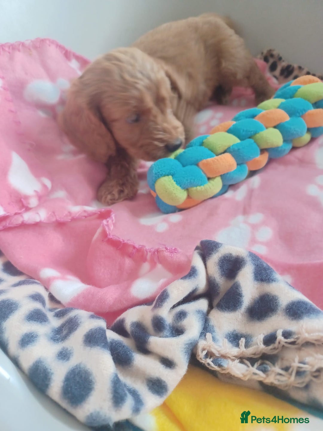 Cockapoo dogs for sale: F1 cockapoo puppies - Image 15