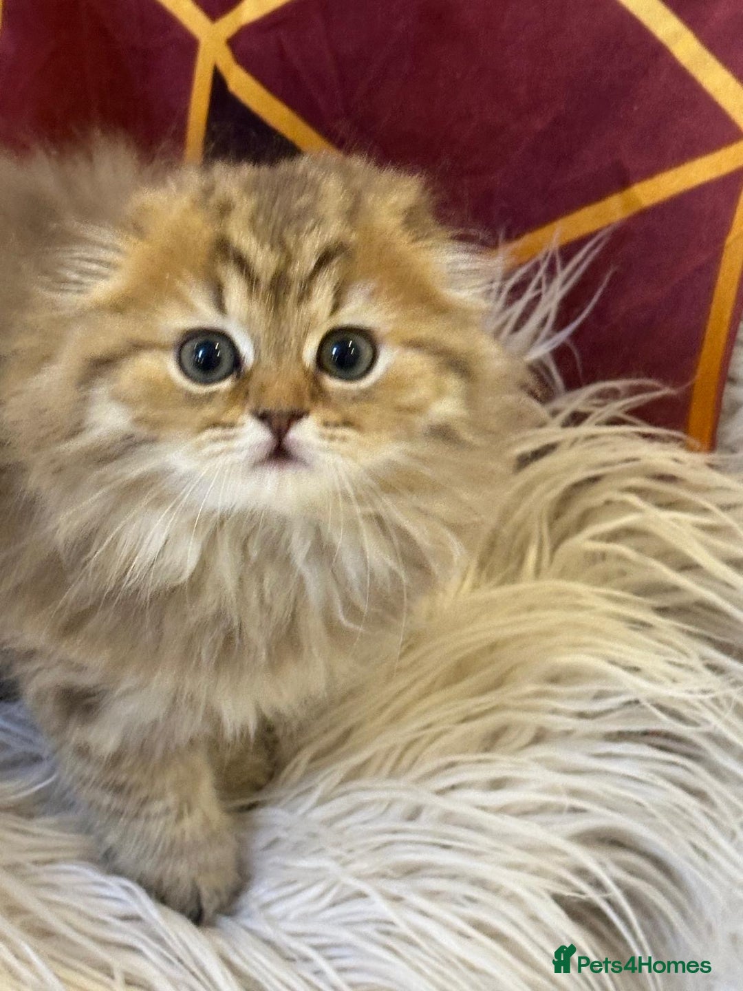 British Longhair cats for sale: 5 gorgeous baby mixed breed kittens  - Advert 11