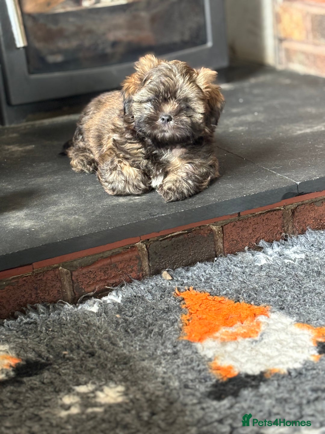 Shih Tzu dogs for sale: Pretty kc reg shih tzu puppy girl  - Image 4