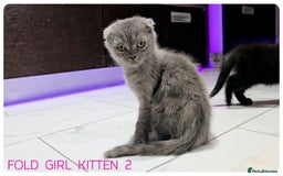 Scottish Fold cats for sale: SCOTTISH FOLD KITTENS (DELIVERY  AVAILABLE) - Image 24