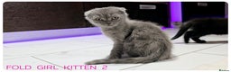Scottish Fold cats for sale: SCOTTISH FOLD KITTENS (DELIVERY  AVAILABLE) - Advert 22