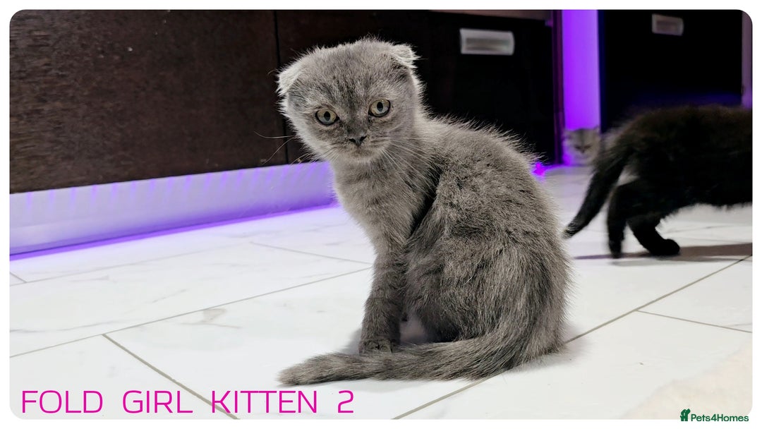 Scottish Fold cats for sale: SCOTTISH FOLD KITTENS (DELIVERY  AVAILABLE) - Image 24