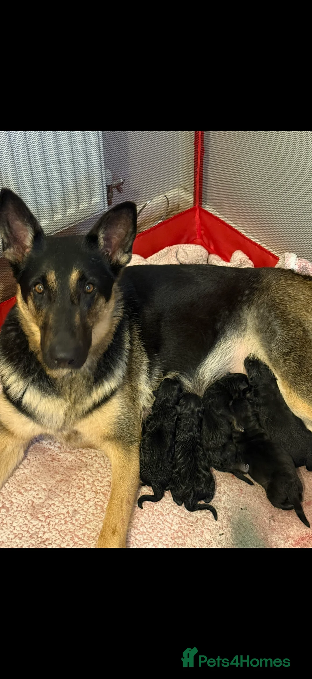 German Shepherd dogs for sale: female German shepard - Advert 4