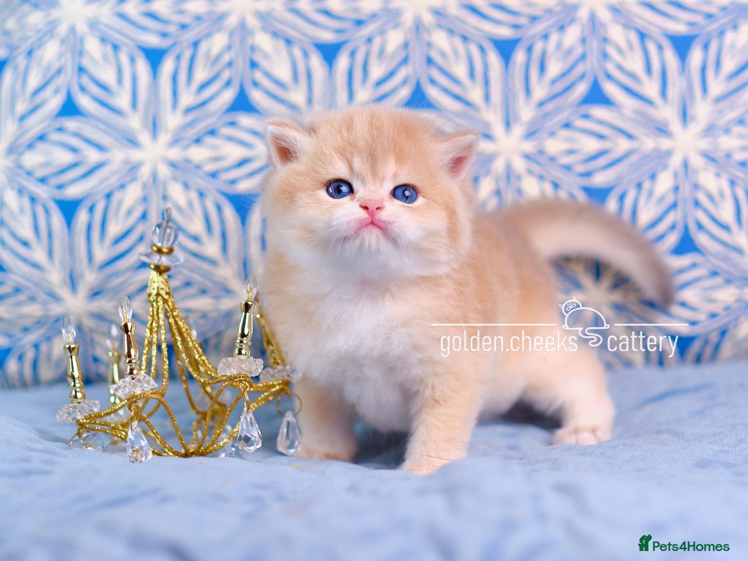 British Shorthair cats Exceptional Kittens from Outstanding Bloodlines  - Advert 1