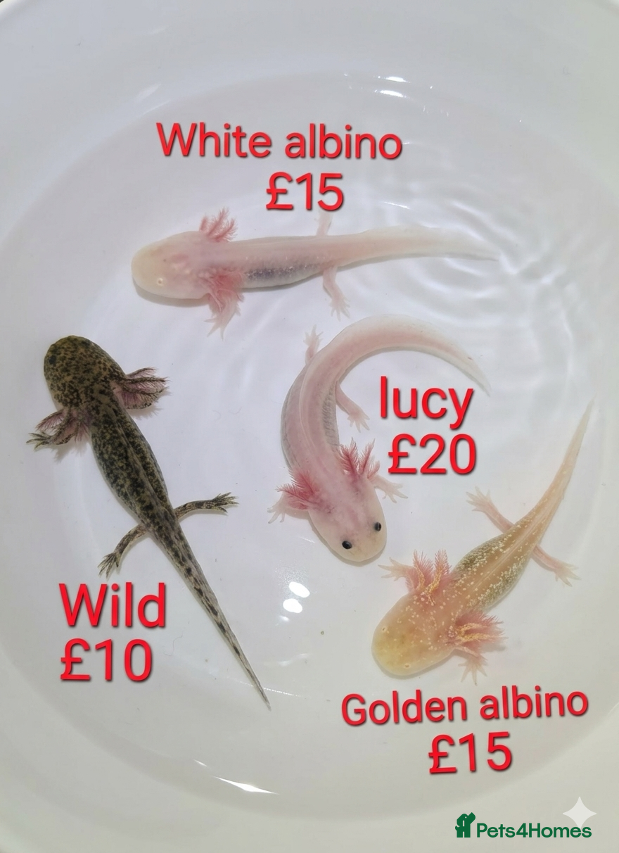 Axolotl reptiles Axololt Babies - Advert 14