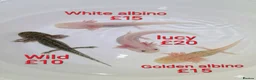 Axolotl reptiles for sale: Axololt Babies - Advert 1