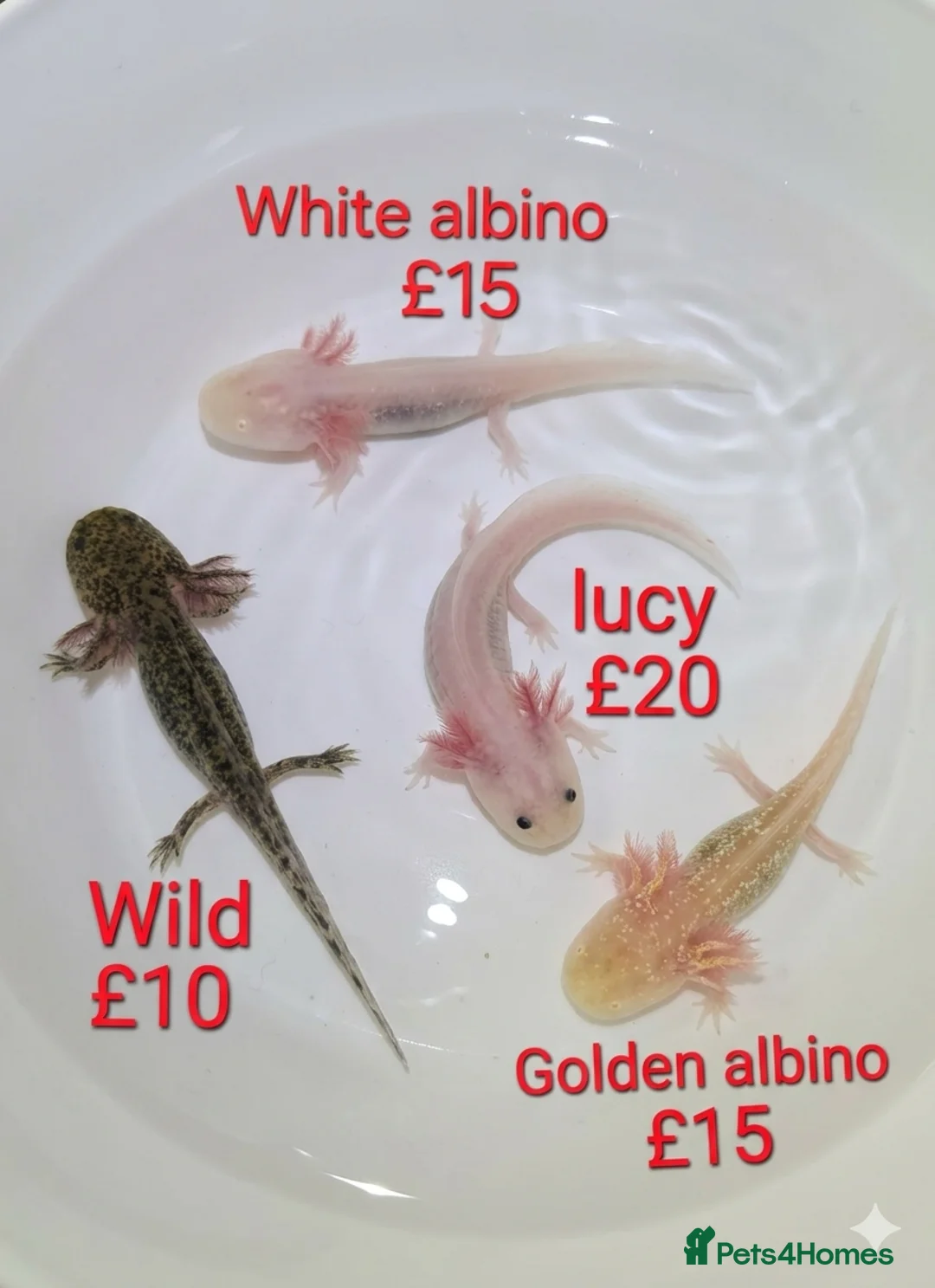 Axolotl reptiles for sale: Axololt Babies - Advert 1