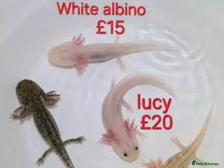 Axolotl reptiles Axololt Babies - Advert 1