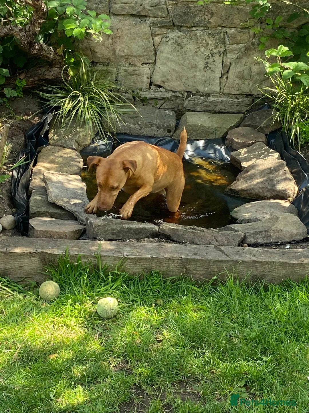 Patterdale Terrier dogs for stud: Smooth-haired golden Patterdale terrier stud in Edinburgh - Advert 2